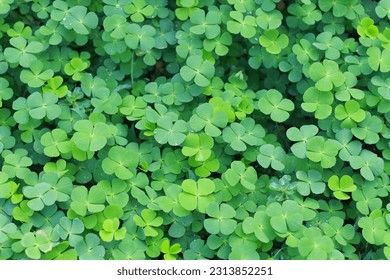 close up of The four leaf clover (Trifolium repens) is a rare variety of the common three leaf clover. - Shutterstock ID 2313852251