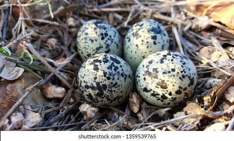 62 Killdeer Eggs Four Nest Images, Stock Photos & Vectors | Shutterstock