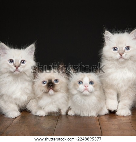 Close up of four white kitten