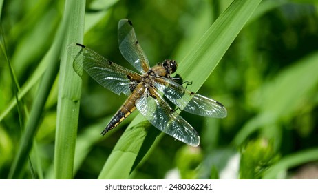 Close up of four-spotted chaser dragonfly spreading wings on green reed in margins of pond - Powered by Shutterstock
