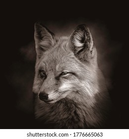 Close up of a fox