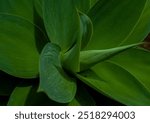 close up of a fox tail agave plant with big green leaves 