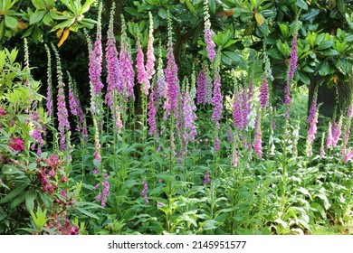 Close up of foxgloves or digitalis purpurea seen in a garden border with a green background.