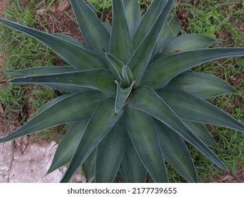 Close Up The Foxtail Agave