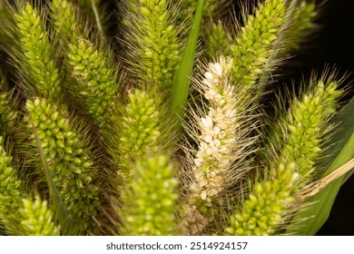 close up of foxtail grass seed head with yellow or purple bristles. This aggressive plant is self seeding and has a very bristly and spiny texture.  - Powered by Shutterstock