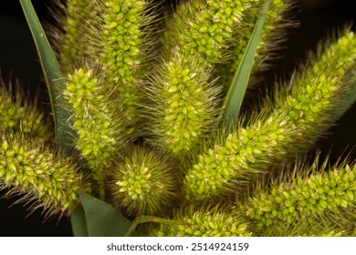 close up of foxtail grass seed head with yellow or purple bristles. This aggressive plant is self seeding and has a very bristly and spiny texture.  - Powered by Shutterstock