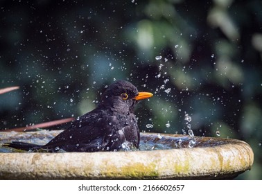 Close Up Freeze Frame Of Male Blackbird Splashing In Bird Bath