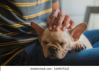 Close Up French Bulldog Puppy Sleep On Its Owner's Lap. Its Owner's Hand Patting Its Head.The Dog Feeling Comfort.