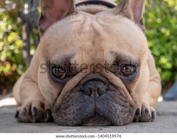 Close Frenchie Face Back Garden Laying Stock Photo Edit Now