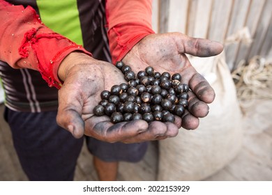 Close Up Of Fresh Acai Berries Fruit In Man's Dirty Hand During Harvest In The Amazon Rainforest, Brazil. Selective Focus. Concept Of Food,  Environment, Ecology, Agriculture, Nature, Biodiversity.