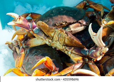 close up fresh Alaskan Crabs are preserved in ice.