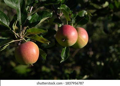 Close Up Fresh Apples In Hardanger Norway