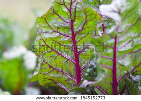 Close up of fresh beet leaves with rain drops. Pattern of circulatory system, veins  and arteries