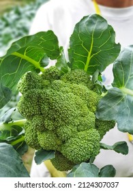 Close up of fresh broccoli.