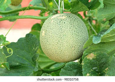 Close Up Of Fresh Cantaloupe Still On The Plant