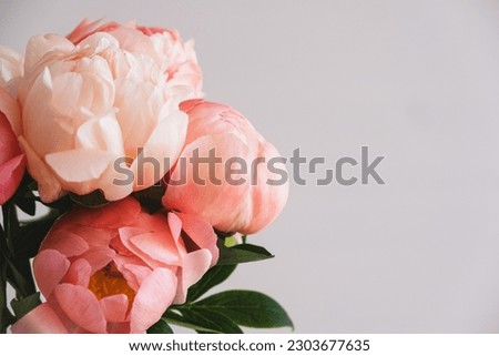 Close up of fresh coral peony flowers in full bloom against white background. Floral still life with blooming peonies. Negative space for text.