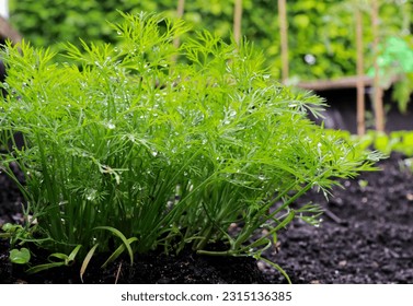 close up of fresh dill plant growing in the garden, with copy space. Organic home gardening - Powered by Shutterstock