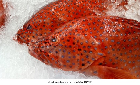 Close up of fresh fish Leopard grouper, Coral Hind, Coral Grouper, Miniata Grouper or Blue spotted coral trout. (Plectropomus leopardus) Fishes of mass product from fresh market for food industries.