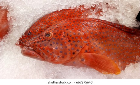 Close up of fresh fish Leopard grouper, Coral Hind, Coral Grouper, Miniata Grouper or Blue spotted coral trout. (Plectropomus leopardus) Fishes of mass product from fresh market for food industries.