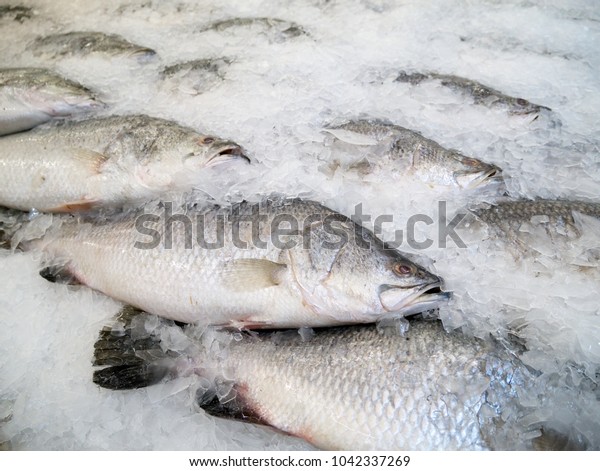 Close up of fresh fishes Giant Perch,\
barramundi, silver perch, white perch, white snapper or sea basses\
in cool ice. Fishes of mass product from local fresh market for\
food industries.