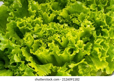 Close up of fresh frilled lettuce, Green curly Lettuce leaves for Healthy salad.