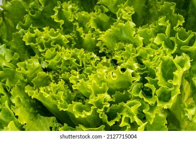 And rise lettuce 10 Best
