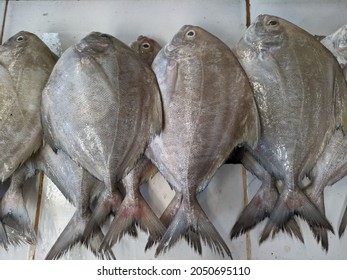 Close Up Of Fresh Gray Pomfret Or Bramidae On The Market As A Basic Ingredient Of Protein Food.