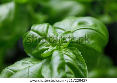 close up of fresh green basil leaf 