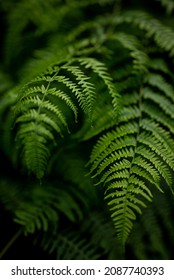 Close up of fresh green common lady fern (Athyrium filix-femina) with fan shaped leaves. Also suitable as an abstract background for themes related to nature and sustainability. - Shutterstock ID 2087740393