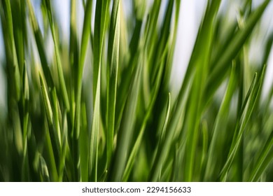 close up fresh green grass  background - Powered by Shutterstock