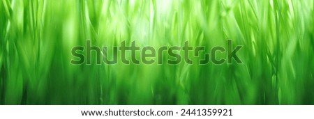 Close up of fresh green grass with shallow dof. Bright green nature background or wallpaper.