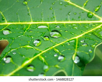 Close up fresh Green leaf with Water drop after rain on blur background.Drop of water on green Leaves.Photo select focus,Concept Natural background. - Shutterstock ID 1468828127