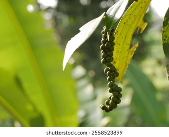 Close up of Fresh green peppercorns growing on a vine in bright sunlight - Powered by Shutterstock