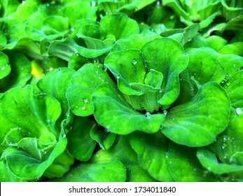 Close Up Fresh Green Water Lettuec (Pistia Stratiotes L.), Plants For Waste Water Nutrient Recovery.