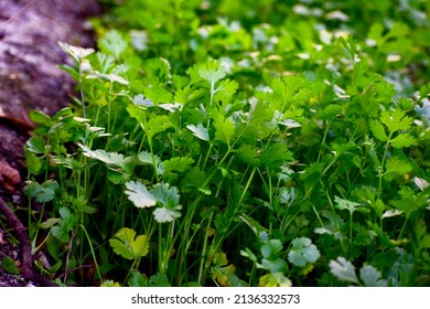 Close up fresh growing green coriander (cilantro) leaves in vegetable plot - Shutterstock ID 2136332573