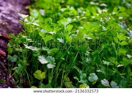 Close up fresh growing green coriander (cilantro) leaves in vegetable plot