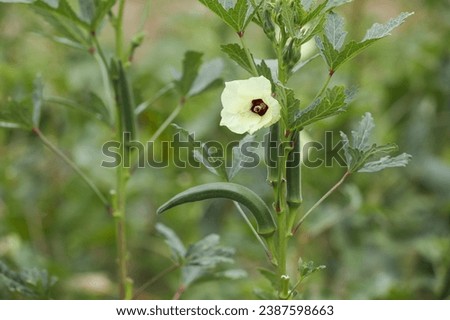 Close up of fresh Lady Fingers or Okra green vegetable Abelmoschus Esculentus with flowers in indian garden	
