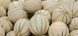 Close Up Of Fresh, Loose Muskmelon, Cantaloupe, Melon Or Orange Melon As A Background. Close Up Of Textured, Loose Melons For Sale At A French Market.

