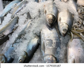 fresh milkfish images stock photos vectors shutterstock https www shutterstock com image photo close fresh milkfish bangus on crushed 1579335187