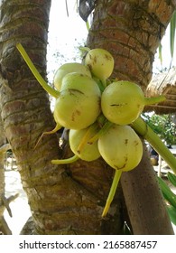 Close Up Of Fresh New Born Baby Coconut Hanging On A Tree.