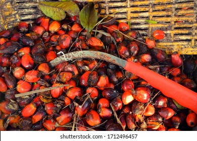 1,187 Sickle fruit Images, Stock Photos & Vectors | Shutterstock