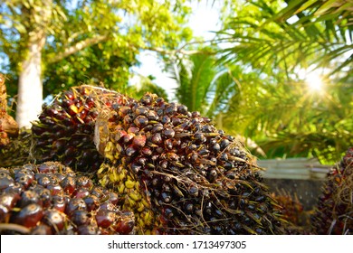 Close up of fresh oil palm fruits in the morning sunlight, selective focus. 