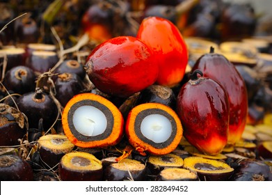 Close up of fresh oil palm fruits, selective focus.  