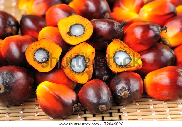 Close up of fresh oil palm fruits, selective\
focus. Palm oil, a well-balanced healthy edible oil is now an\
important energy source for mankind. It comes from the fruit itself\
(reddish orange).
