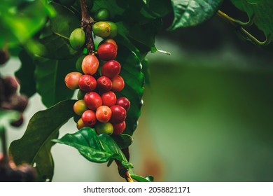 Close up Fresh organic red coffee cherries, raw berries coffee beans on coffee tree plantation. - Powered by Shutterstock