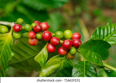 Close Up Fresh Organic Red Raw And Ripe Coffee Cherry Beans On Tree Plantation