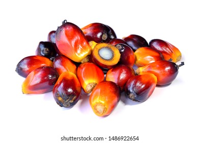 Close up of fresh palm oil fruits isolated on white background, selective focus.  