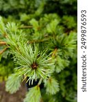 Close up with fresh pine fir. The branch of tree. The branch of tree in the park early vein.