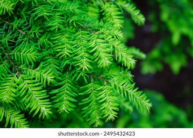 Close up of fresh pine tree needles growing on a tree   