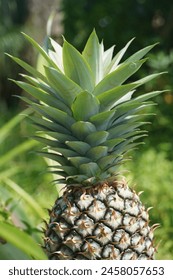 close up of fresh pineapple